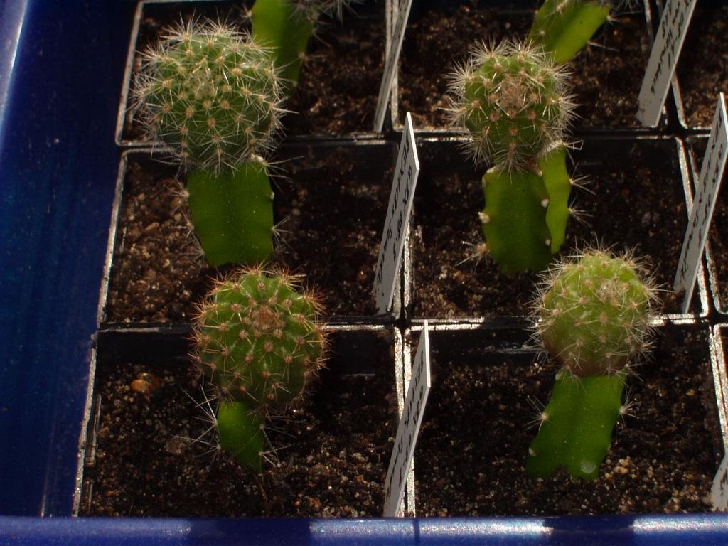 Eigene Echinopsis/Foto 6.jpg